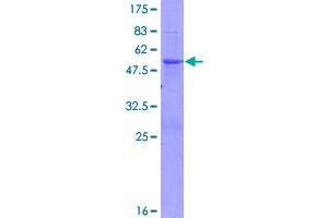 Splicing factor U2AF 26 kDa subunit (U2AF1L4) (AA 1-202) protein (GST tag)