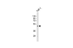 Anti-TACR1 Antibody (C-term)at 1:2000 dilution + THP-1 whole cell lysates Lysates/proteins at 20 μg per lane. (TACR1 antibody  (C-Term))