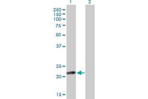 Western Blot analysis of ISOC2 expression in transfected 293T cell line by ISOC2 MaxPab polyclonal antibody. (ISOC2 antibody  (AA 1-205))