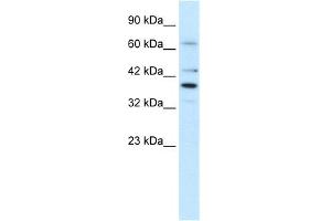 WB Suggested Anti-POU4F3 Antibody Titration:  1. (POU4F3 antibody  (Middle Region))