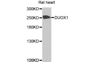 Western blot analysis of extracts of rat heart cells, using DUOX1 antibody. (DUOX1 antibody)