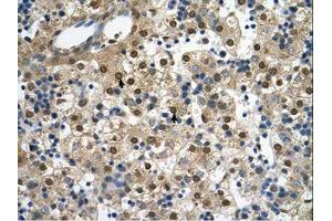 Image no. 1 for anti-Potassium Voltage-Gated Channel, Subfamily H (Eag-Related), Member 2 (KCNH2) (AA 451-500) antibody (ABIN6738019) (KCNH2 antibody  (AA 451-500))