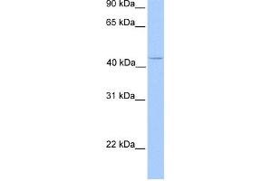WB Suggested Anti-C17orf97 Antibody Titration: 0. (LIAT1/C17orf97 antibody  (N-Term))