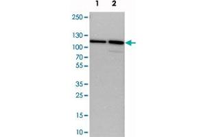 Western blot analysis of cell lysates with STRN polyclonal antibody  at 1:250-1:500 dilution. (Striatin antibody)
