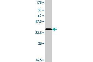 Western Blot detection against Immunogen (37. (NLRP3 antibody  (AA 1-100))