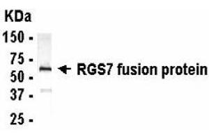 Western Blotting (WB) image for anti-Regulator of G-Protein Signaling 7 (RGS7) (AA 227-262) antibody (ABIN2467887) (RGS7 antibody  (AA 227-262))