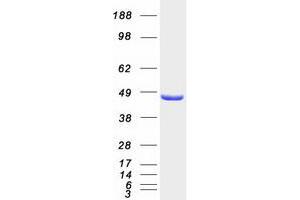 Validation with Western Blot