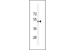 Western blot analysis of Sestrin-2 Antibody (Center) (ABIN652222 and ABIN2840929) in 293 cell line lysates (35 μg/lane). (Sestrin 2 antibody  (AA 283-311))