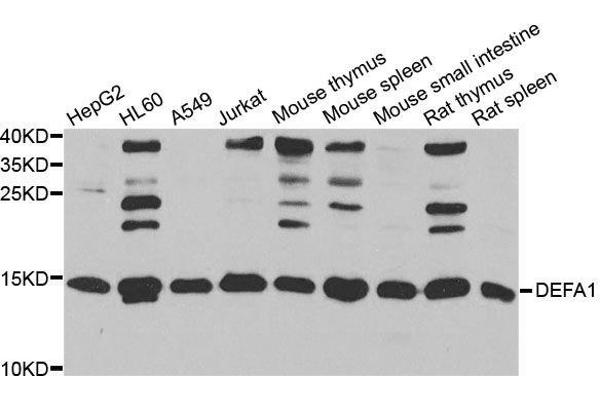 alpha Defensin 1 anticorps  (AA 1-94)