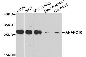 Western blot analysis of extracts of various cells, using ANAPC10 antibody.