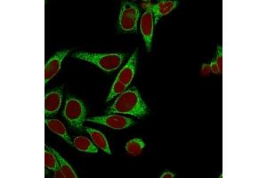 Confocal immunofluorescence image of HeLa cells using Calnexin Mouse Monoclonal Antibody (CANX/1541), labeled in Green. (Calnexin antibody  (N-Term))