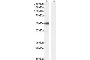 (ABIN5539901) (0. (PAX1 antibody  (AA 318-329))