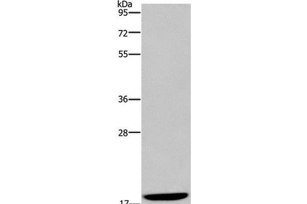 KLLN antibody