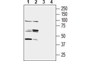 Western blot analysis of mouse (lanes 1 and 3) and rat (lanes 2 and 4) testis membranes:1,2. (Nectin cell adhesion molecule 3 (NECTIN3) Peptide)
