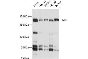 Western blot analysis of extracts of various cell lines, using IARS antibody (ABIN6132301, ABIN6142113, ABIN6142114 and ABIN6214344) at 1:1000 dilution.