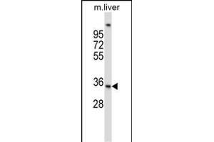 UPRT Antibody (C-term) (ABIN657295 and ABIN2846381) western blot analysis in mouse liver tissue lysates (35 μg/lane).