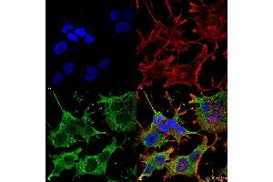 Immunocytochemistry/Immunofluorescence analysis using Mouse Anti-SNAT1 Monoclonal Antibody, Clone S104-32 . (SLC38A1 antibody  (AA 1-63) (PE))