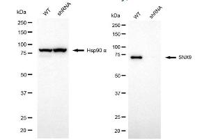 Western blotting analysis using SNX9 antibody (ABIN7800413).