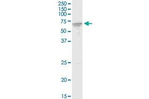 FUBP3 monoclonal antibody (M03), clone 7B10. (FUBP3 antibody  (AA 152-261))