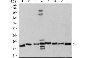 Western blot analysis using RAN mouse mAb against Hela (1), NIH/3T3 (2), A431 (3), C6 (4), Jurkat (5), Hela (6), COS7 (7), and Jurkat (8) cell lysate. (RAN antibody  (AA 1-216))