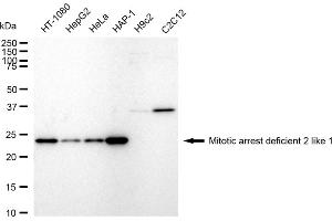 Western blotting analysis using Mitotic arrest deficient 2 like 1 antibody (ABIN7799318).