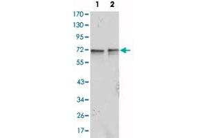 Western blot analysis using FMR1 monoclonal antibody, clone 4G9  against Jurkat (1) and K-562 (2) cell lysate. (FMR1 antibody)