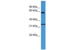 WB Suggested Anti-ENOX2 Antibody Titration: 0. (ENOX2 antibody  (N-Term))