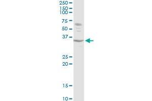Western Blotting (WB) image for anti-Activating Transcription Factor 1 (AFT1) (AA 1-271) antibody (ABIN513565)