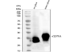 Western blot analysis of Cd79a using anti-Cd79a antibody (ABIN7601110). (CD79a antibody  (AA 29-220))
