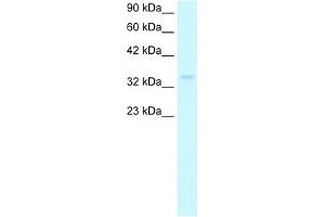 WB Suggested Anti-NPM1 Antibody Titration:  1. (NPM1 antibody  (Middle Region))