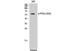 Western Blotting (WB) image for anti-P21-Activated Kinase 2 (PAK2) (pSer20) antibody (ABIN3182584) (PAK2 antibody  (pSer20))