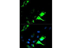 Immunofluorescence analysis of HeLa cells using KRT8 antibody (ABIN5970401). (KRT8 antibody)