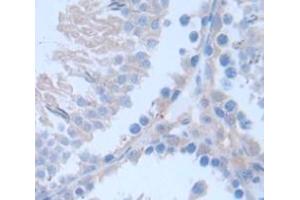 Figure. (PMFBP1 antibody  (AA 9-206))