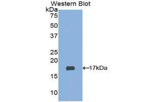 Western Blotting (WB) image for anti-ADAM Metallopeptidase with Thrombospondin Type 1 Motif, 2 (Adamts2) (AA 474-610) antibody (ABIN2906564)