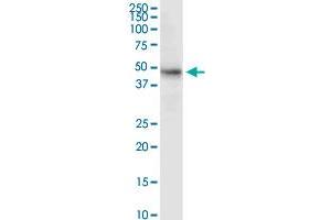 MDM4 MaxPab rabbit polyclonal antibody. (MDM4-binding Protein antibody  (AA 1-490))