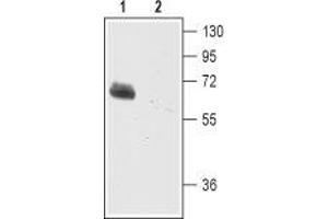 Western blot analysis of mouse brain membranes:1.