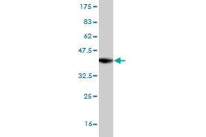 Western Blot detection against Immunogen (37. (SLC44A1 antibody  (AA 74-183))