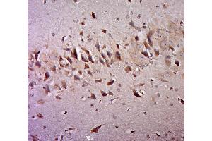 Paraformaldehyde-fixed, paraffin embedded rat brain, Antigen retrieval by boiling in sodium citrate buffer (pH6. (CNTN2 antibody  (AA 161-260))