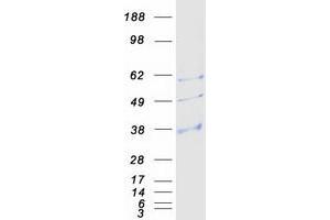 Validation with Western Blot (AQP9 Protein (Myc-DYKDDDDK Tag))