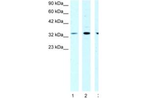 Western Blotting (WB) image for anti-Cold Shock Domain Protein A (CSDA) antibody (ABIN2463852)