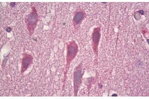 Anti-GRM8 / MGLUR8 antibody IHC staining of human brain, cortex neurons. (GRM8 antibody  (AA 841-890))