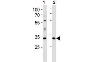 Caspase-9 antibody western blot analysis in 1) human HeLa and 2) mouse L929 lysate (Caspase 9 antibody  (AA 183-211))
