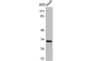 Western Blot analysis of 293 cells using ANT3 Polyclonal Antibody (SLC25A6 antibody  (Internal Region))