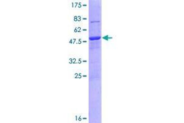 DNAJB8 Protein (AA 1-232) (GST tag)