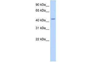 TRNT1 antibody used at 2. (Trnt1 antibody  (N-Term))