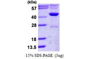 SDS-PAGE (SDS) image for Isocitrate Dehydrogenase 3 (NAD+) gamma (IDH3G) (AA 40-393) protein (His tag) (ABIN667990)