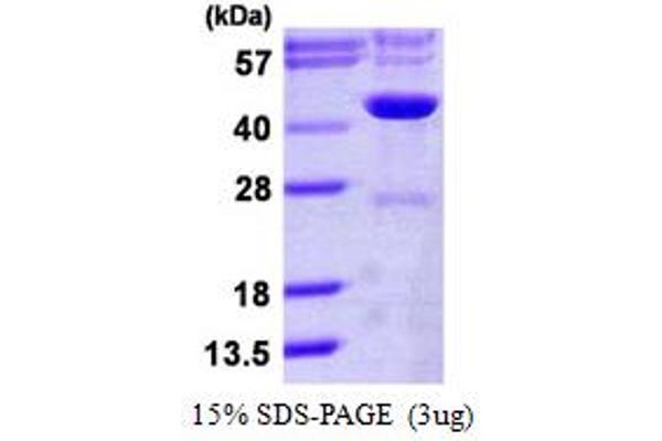IDH3G Protein (AA 40-393) (His tag)
