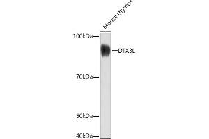 Western blot analysis of extracts of Mouse thymus, using DTX3L Rabbit pAb (ABIN7266728) at 1:1000 dilution. (DTX3L antibody)