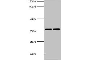 Western blot All lanes: MDH2 antibody at 3 μg/mL Lane 1: 293T whole cell lysate Lane 2: K562 whole cell lysate Secondary Goat polyclonal to rabbit IgG at 1/10000 dilution Predicted band size: 36, 31 kDa Observed band size: 36 kDa