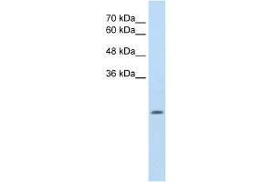 ALDH4A1 antibody used at 2. (ALDH4A1 antibody  (N-Term))
